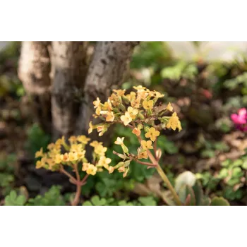 Ornamental Plant